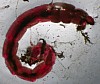 bloodworm.jpg