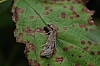 celery_leaftier_moth_udea_rubigalis.jpg