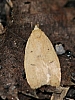 gold-stripe_leaftier_moth_machimia_tentoriferella.jpg
