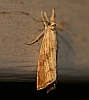 six-plumed_moth_catoptria_latiradiella.jpg
