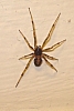 cobweb_weaver_spider_steatoda_triangulosa.jpg