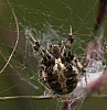 cobweb_weaver_spider_theridium_frondeum.jpg