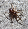 hammock_spider__pityohyphantes_costatus.JPG