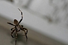 inconspicuous_running_crab_spider_philodromus_sp..jpg