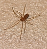long-bodied_cellar_spider.jpg