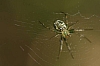 lynx_spider_sp..jpg