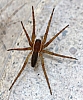 nursery_web_spider_pisauridae_mira.JPG
