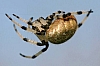 orb_weaver_spider_shamrock_orbweaver_araneus_trifolium.JPG