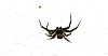 running_crab_spider_ebo_latithorax.jpg