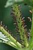 aphid_red_aphid_sp..jpg