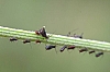 aphids_burgandy_aphids.jpg