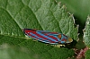 leafhopper_candy-striped_leafhopper_gnaphocephala_coccinea.jpg