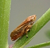 leafhopper_cicadellinae.jpg