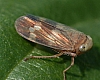 leafhopper_coelidia_olitoria(2).jpg