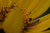 leafhopper_sp..jpg