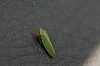 leafhopper_transcontinental_leafhopper_helochara_communis.jpg