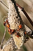 milkweed_bug_nymphs_oncopeltus_fasciatus.jpg