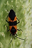 milkweed_bug_oncopeltus_fasciatus.jpg
