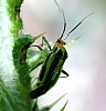 plant_bugs_four-lined_plant_bug_poecilocapsus_lineatus.jpg