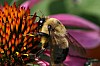 Bumblebee_Bombus_affinis.JPG
