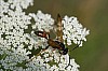 Solitary_Wasp_sp..JPG
