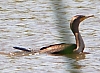 cormorant_double-crested_cormorant_juvenile_phalacrocorax_au.jpg