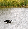 cormorant_double-crested_cormorant_phalacrocorax_auritus.jpg