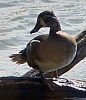 duck_lesser_scaup_female_aythya_affinis.jpg