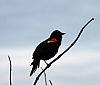 red-winged_blackbird_male_agelaius_phoeniceus.jpg