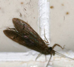 Photograph of a caddisfly