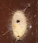 Photograph of a cocoon