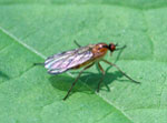 Photograph of a fly