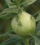 Photograph of a gall
