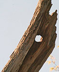 Photograph of a woodpecker hole