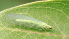 Photograph of a lacewing