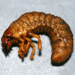 Photograph of insect larvae