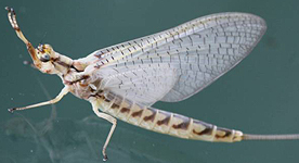Photograph of a mayfly