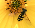 Photograph of a bee mimic