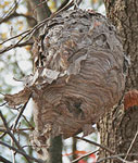 Photograph of a hornet's nest