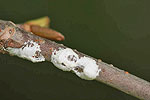 Photograph of scale insects