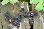 Photograph of a racoon scat
