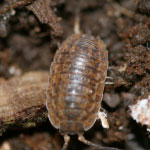 Photograph of a sow bug