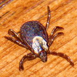 Photograph of a tick