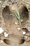 Photograph of a deer track