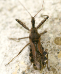 Photograph of a stink bug