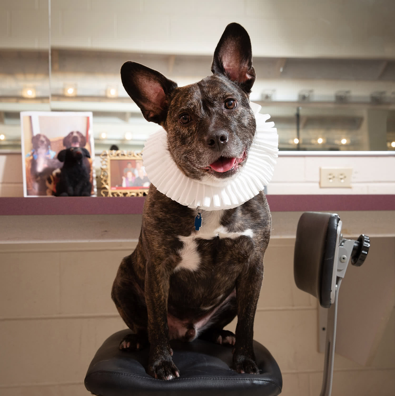 Radar the dog in Harper College's production of Shakespeare in Love