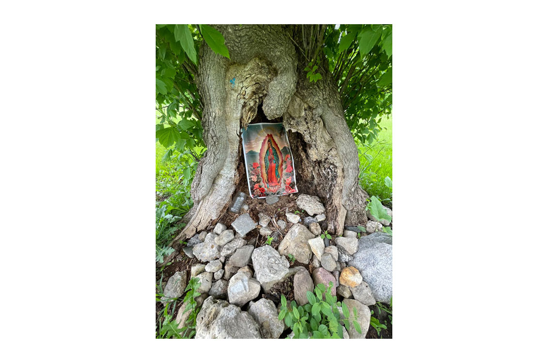photograph of a tree hollow with a religious shrine built into it