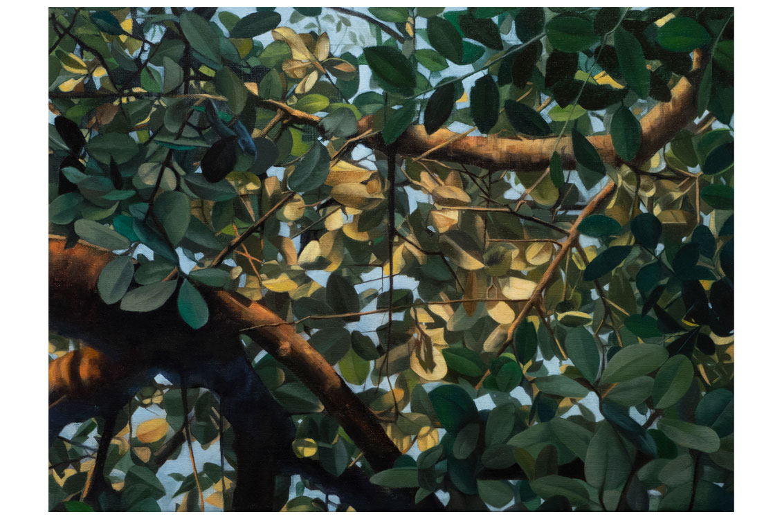 Sunlight filters through a dense canopy of green leaves, casting shadows and highlights on tree branches.