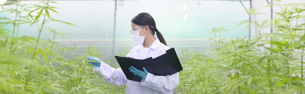 Cannabis scientist inspecting marijuana plants in an indoor cannabis growing facility.