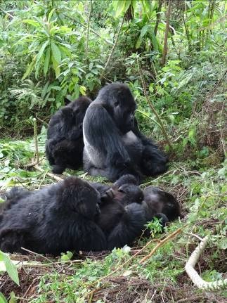Group of gorillas in the jungle